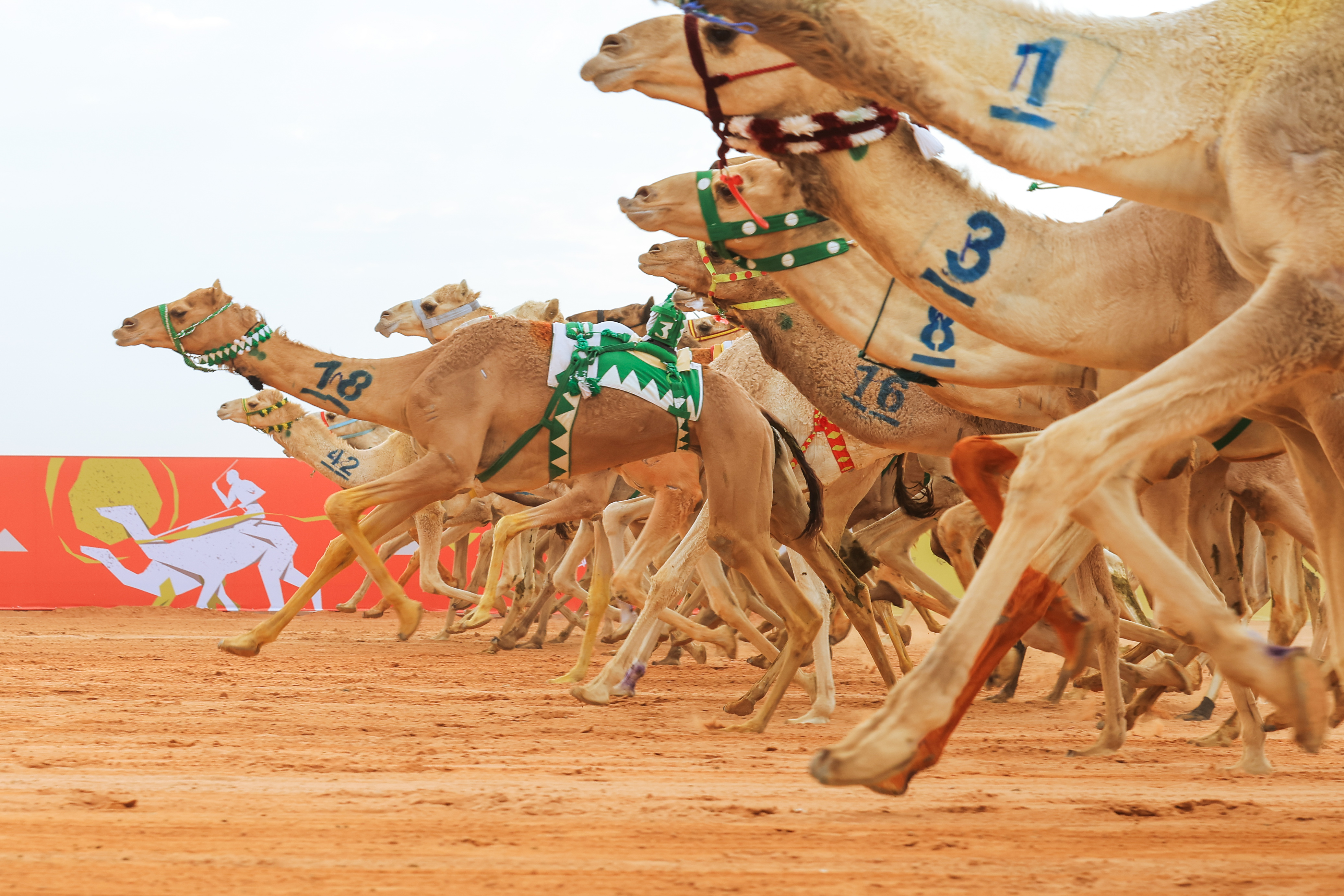 الإتحاد السعودي للهجن